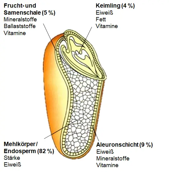 Aufbau eines Weizenkorns